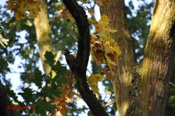 Specht.